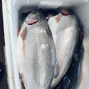 正宗国产三文鱼整条一整只冰鲜三文鱼刺身免费去肚开片去刺新鲜