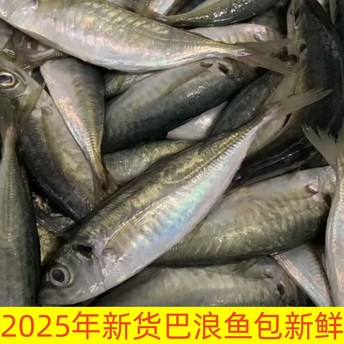 新鲜巴浪鱼冰鲜刺巴鱼棍子鱼