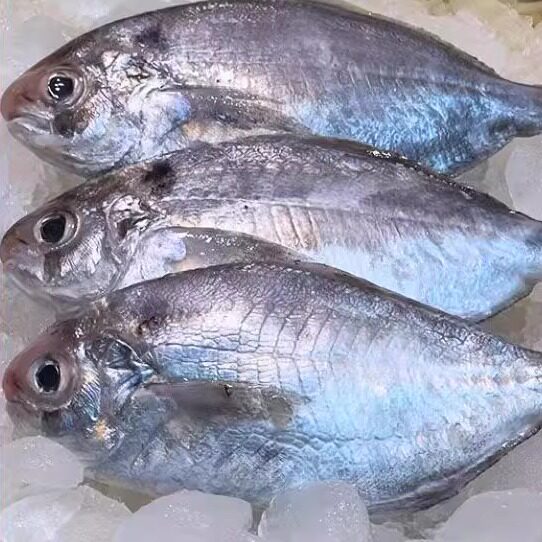 福建祥芝肉鲳鱼海捕生鲜食品