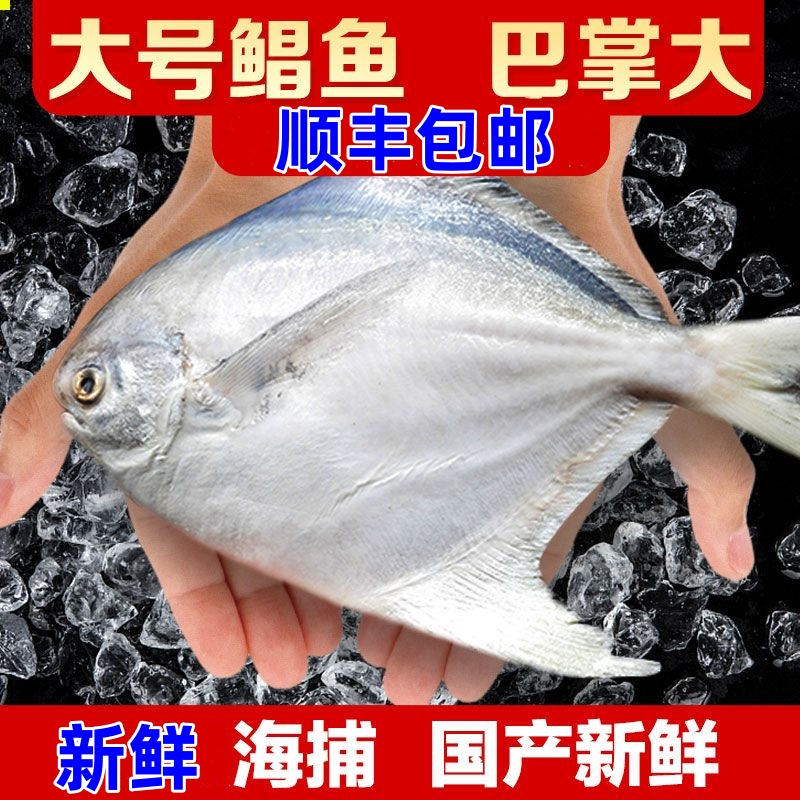 五斤银鲳鱼特大号新鲜扁鱼白鲳鱼平鱼鲜活速冻东海鱼冷冻水产整箱