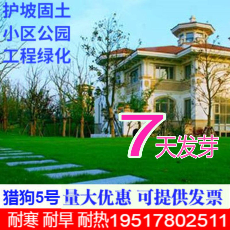 出售花海专用草籽旋覆花种子别名金佛花金佛草六月菊旋复花