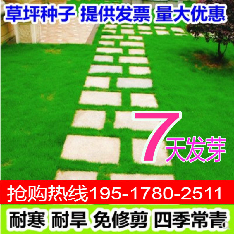 香根草种子 固土护坡草种四季青草坪种子高羊茅狗牙根百慕大草籽