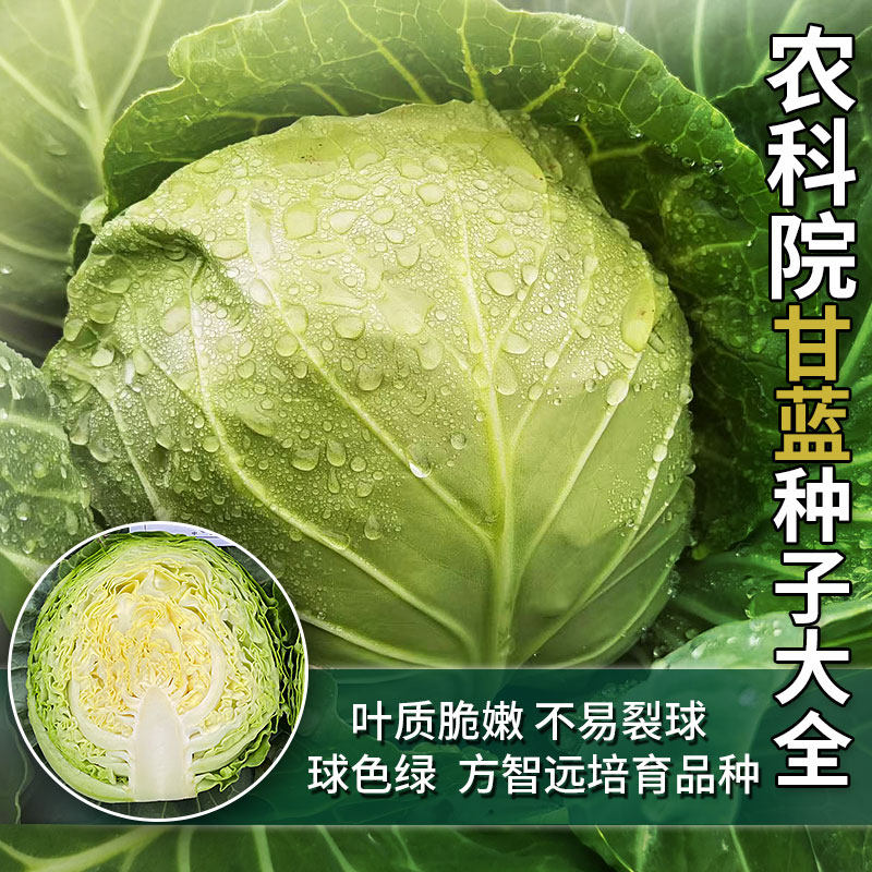 农科院中甘21系列甘蓝种子大全早熟四季高产种籽包心菜圆白菜种孑