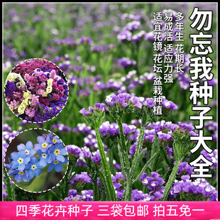 勿忘我花种子大全四季易种多年生多色勿忘草花卉种籽阳台盆栽种孑