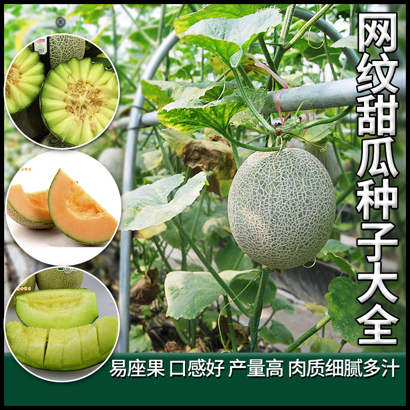 农科院网纹甜瓜种子大全水果
