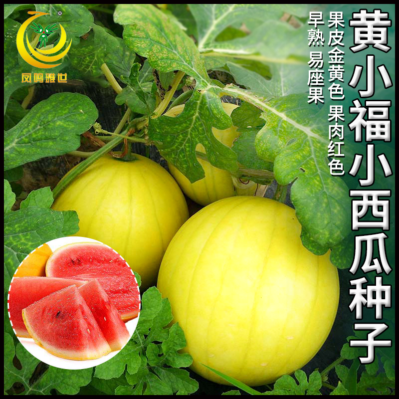 黄小福圆形礼品小西瓜种子基地农场西瓜种籽盆栽瓜籽黄皮西瓜种孑