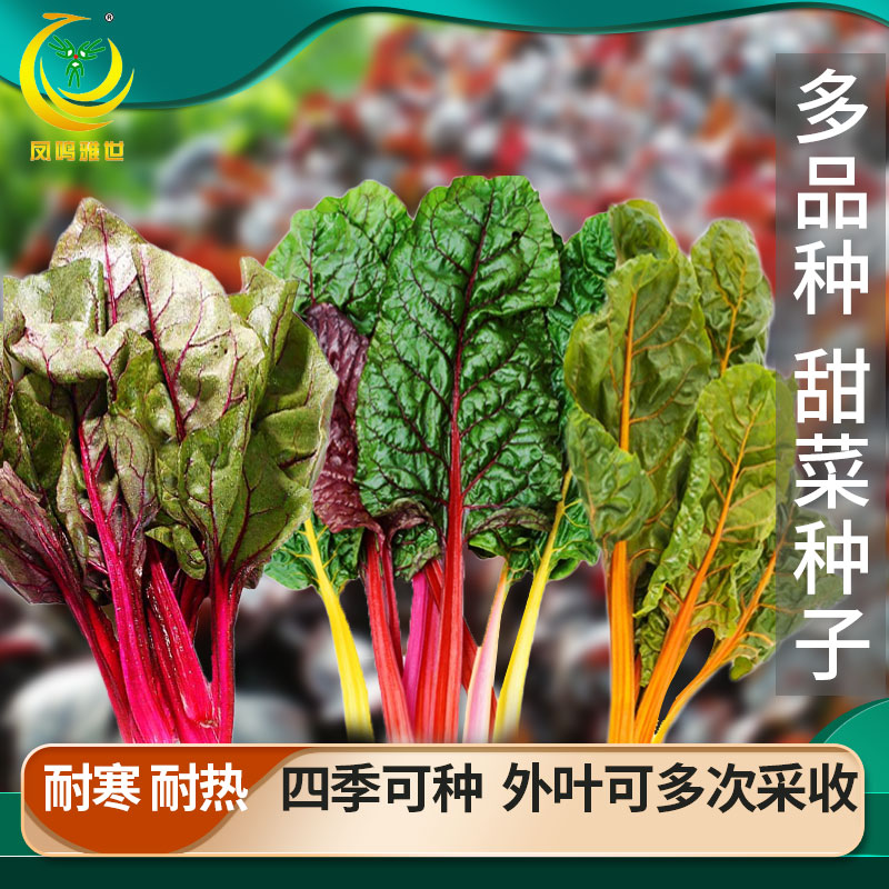 甜菜种子甜菜种子莙荙菜根达菜籽