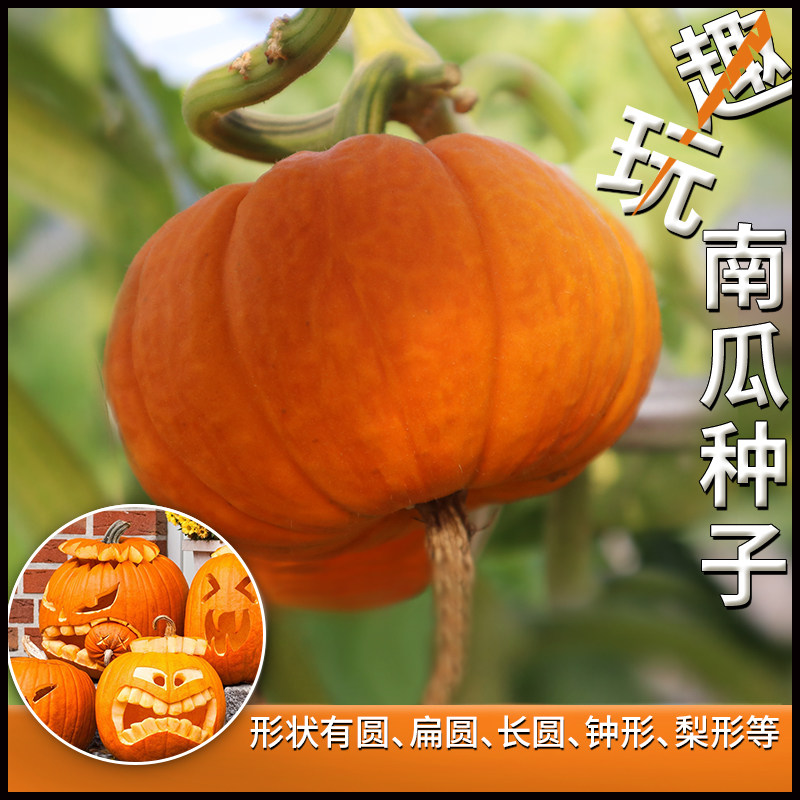 玩具南瓜种子菜籽趣玩南瓜种籽农家阳台盆栽四季播种观赏南瓜种孑