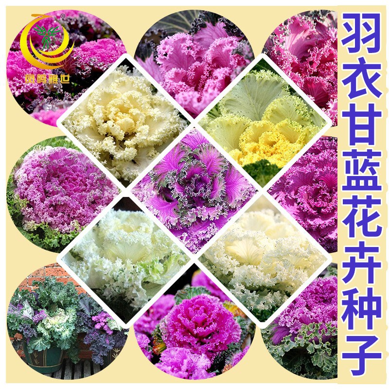 花卉种子羽衣甘蓝冬季