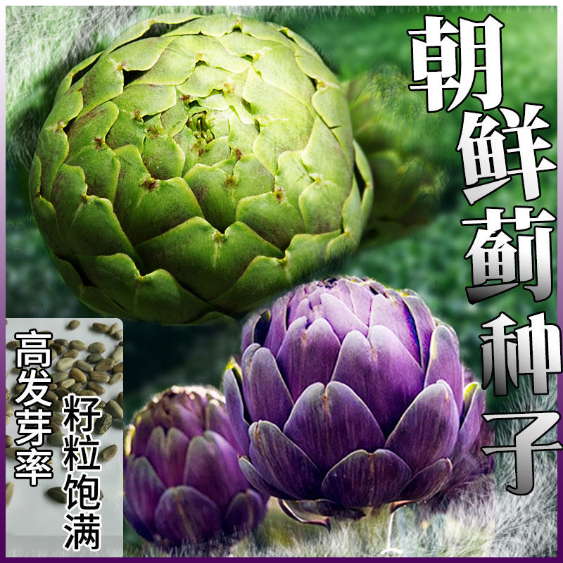 洋蓟菜种子绿球朝鲜蓟菜蓟种籽紫罗兰四季农家蔬菜种孑种植大全
