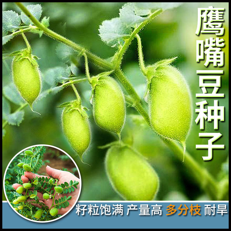 鹰嘴豆种子新疆蔬菜种孑阳台盆栽桃豆种籽四季菜籽大全秋冬易种植
