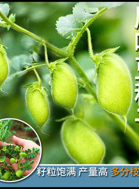 鹰嘴豆种子新疆蔬菜种孑阳台盆栽桃豆种籽四季菜籽大全秋冬易种植