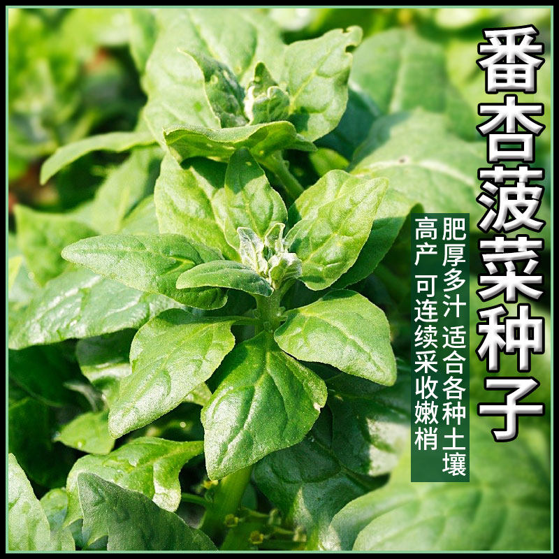 番杏种子新西兰洋菠菜籽种寒阳台盆栽四季种植菜籽蔬菜种孑大全