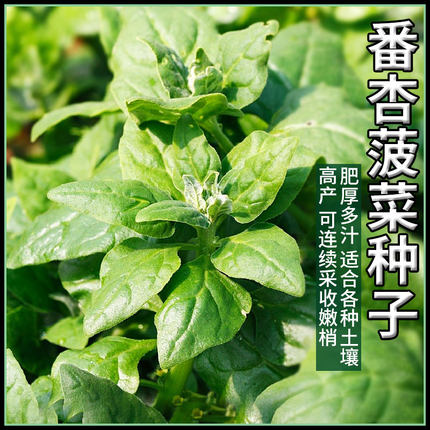 番杏种子新西兰洋菠菜籽种寒阳台盆栽四季种植菜籽蔬菜种孑大全