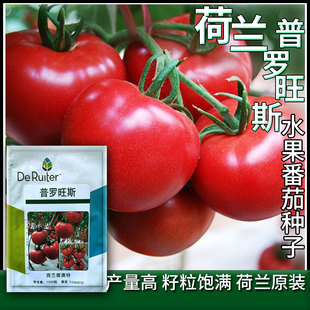 荷兰普罗旺斯西红柿种孑水果番茄种苗农家四季蔬菜种籽大番茄种子