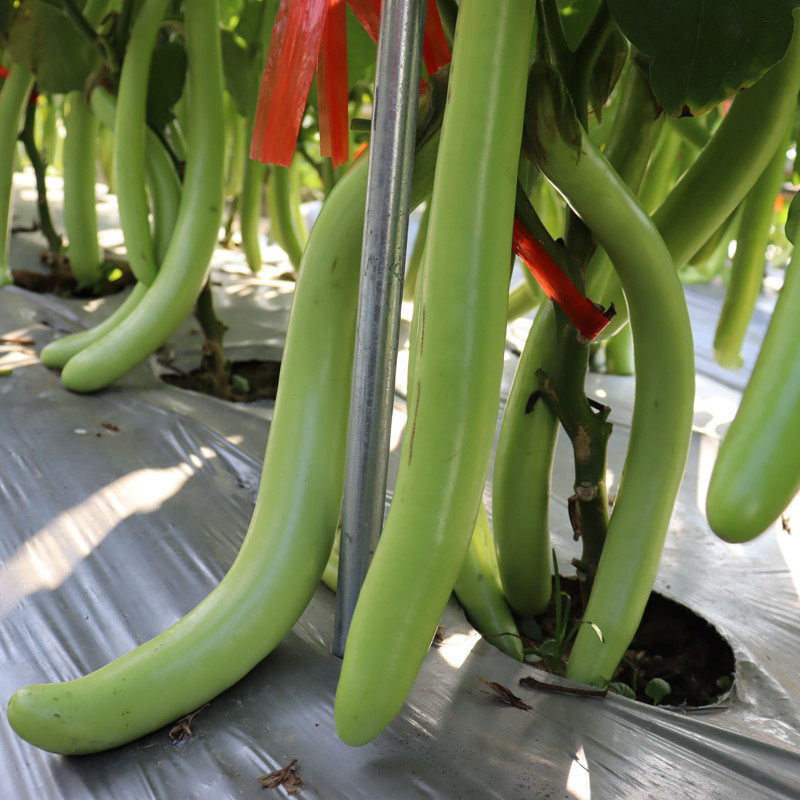 翡翠绿茄子种子绿色线茄种籽农家四季高产蔬菜籽庭院园艺青茄种孑