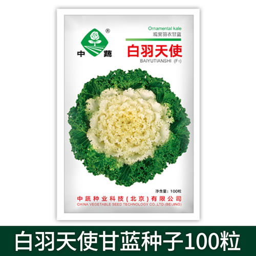农科院羽衣甘蓝种子四季开花