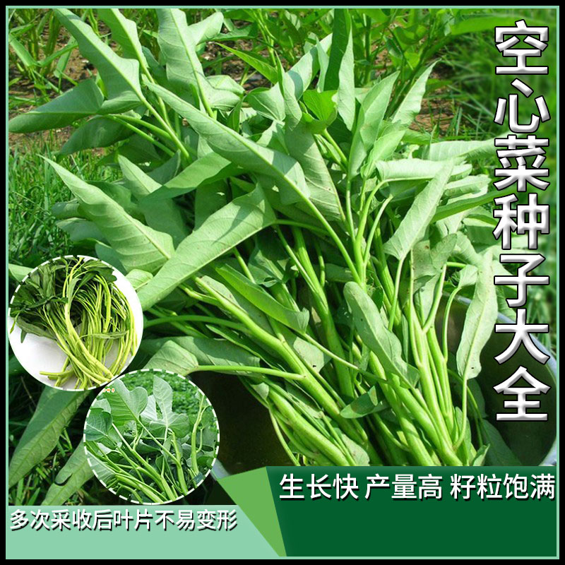 空心菜种子大全竹叶大叶菜籽