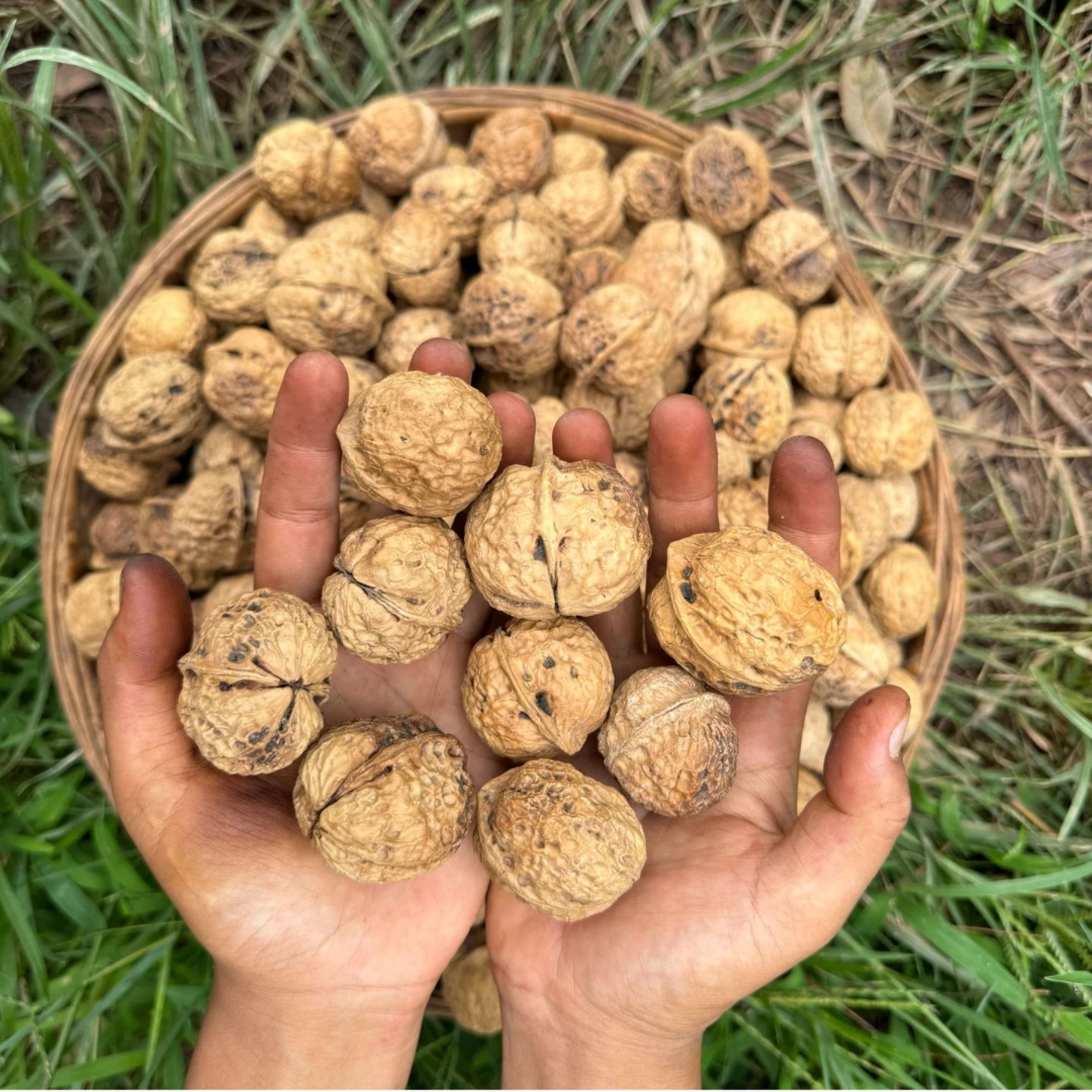 老树香脆薄皮核桃原味坚果（送夹子）饱满肉厚