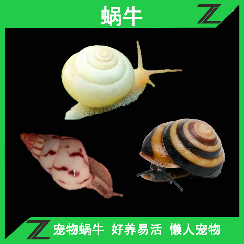 宠物蜗牛果冻蜗牛学生实验观察泥玛瑙蜗牛观赏小蜗牛古巴光芒蜗牛