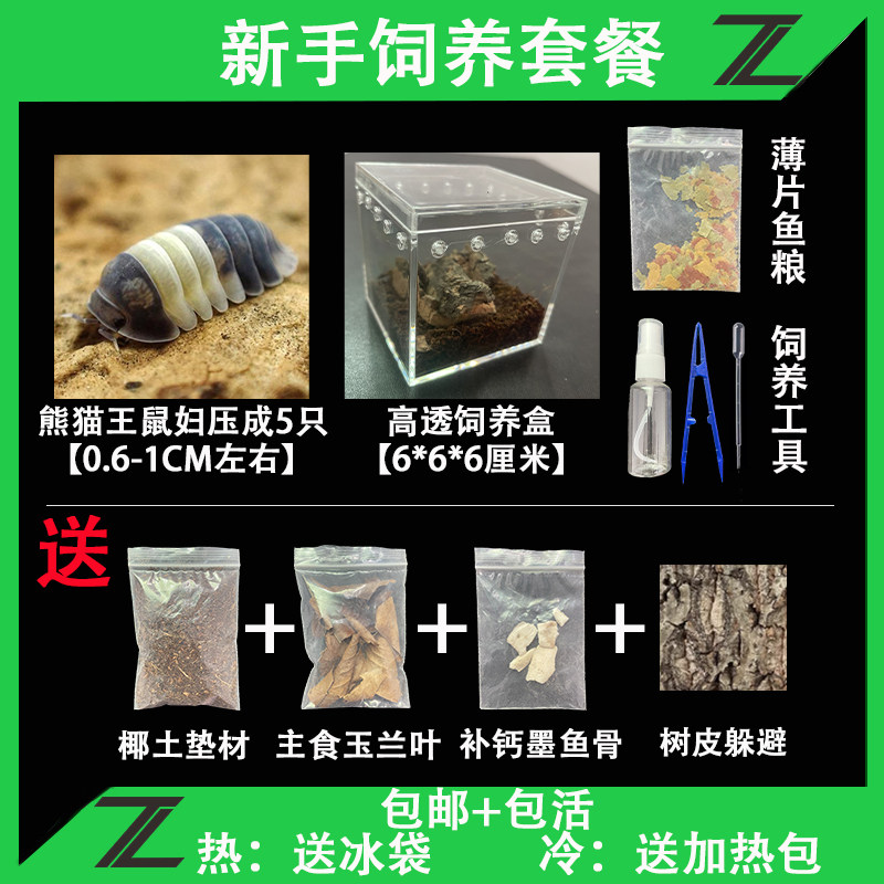 熊猫王鼠妇西瓜虫魔法药水鼠妇潮虫宠物魔药亚成卷壳虫昆虫爬宠物