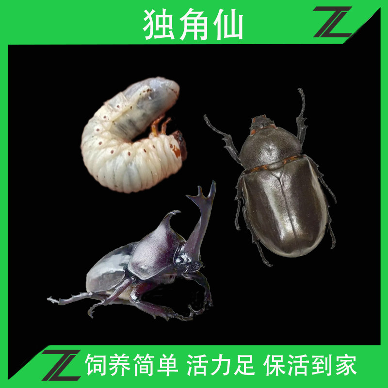 甲虫独角仙宠物3l幼虫独角仙爬宠成虫宠物幼体爬虫大兜虫甲壳兜虫