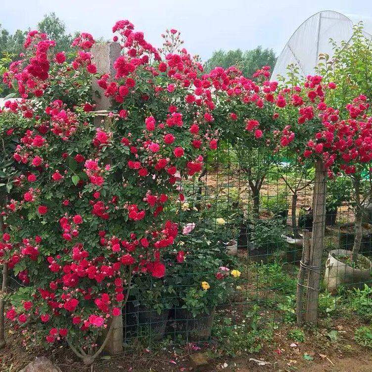 红罗莎莉爬藤多花梅郎珍珠重瓣红色花苗拱门攀援四季浓香庭院爬藤