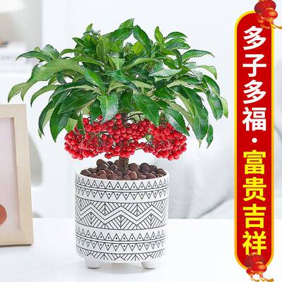 富贵籽盆栽黄金万两带果办公室观果年宵花卉耐寒植物客厅桌面绿植