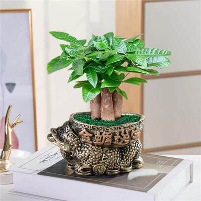 发财树小盆栽室内植物水培客厅招财摆件新款花卉绿植盆景好养易活