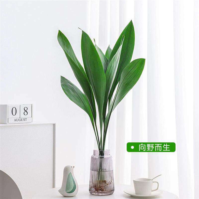 水培植物一叶兰盆栽室内桌面四季常青水养绿植净化空气耐寒好养活
