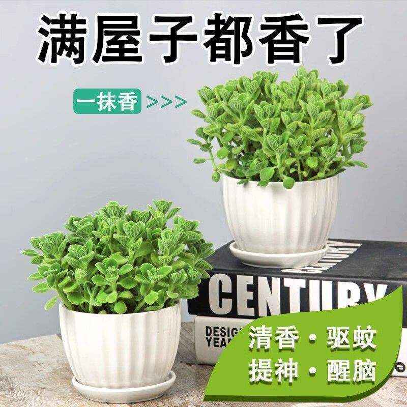 碰碰香一抹香盆栽香味植物浓香型植物驱蚊驱虫净化空气植物除异味