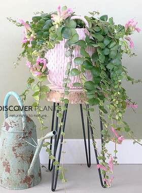 粉色口红吊兰盆栽花卉绿植办公室内阳台四季垂吊好养观花植物红色