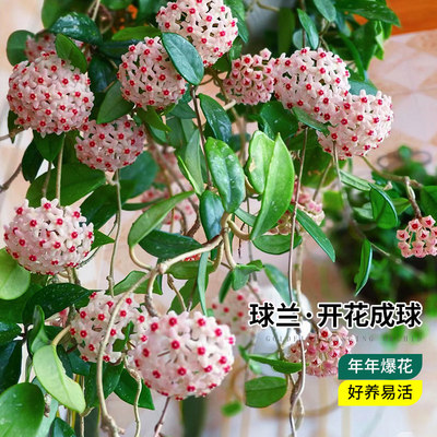 球兰盆栽绿植带花大苗四季开花卉室内爬藤绿叶心叶球兰植物吊兰卷
