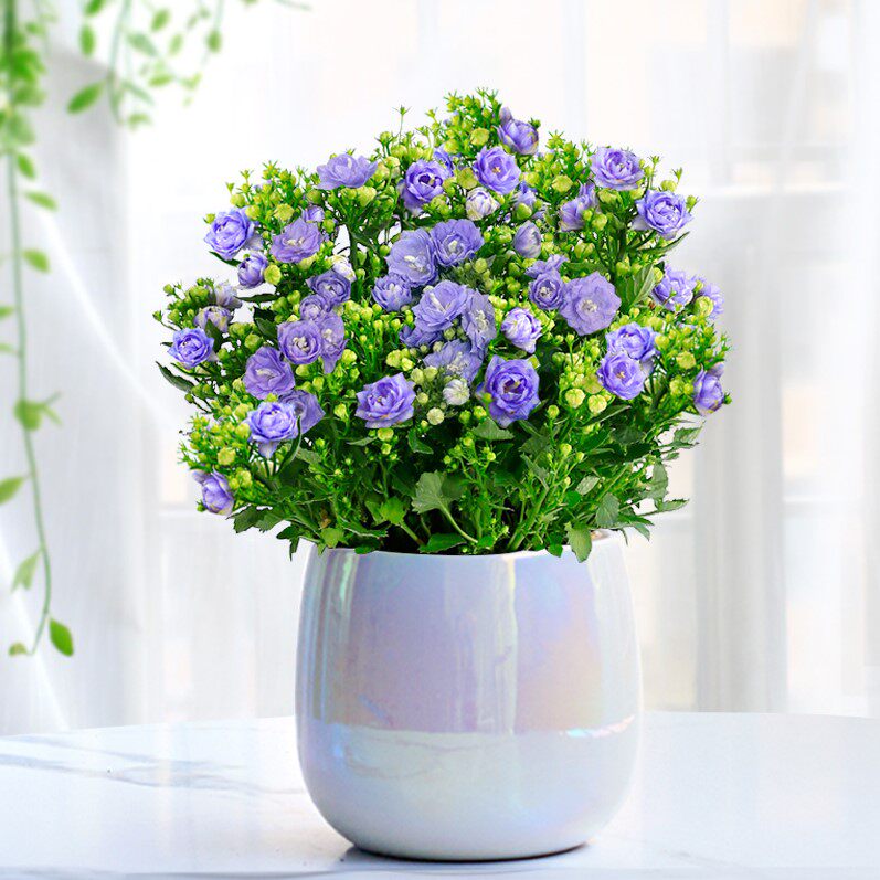 四季丹麦风铃花苗室内花带庭院植物重瓣梦露花苞盆栽绿植阳台花卉