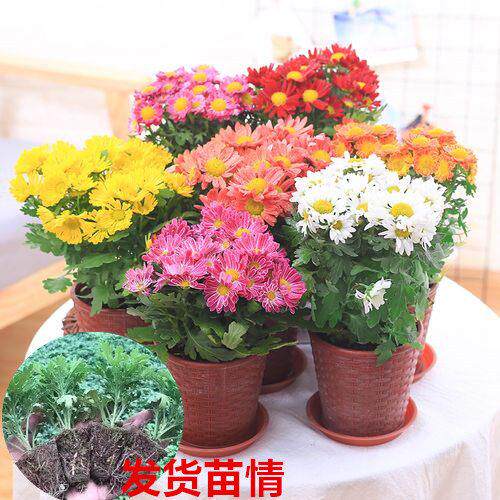 菊花苗阳光四季开花室内耐寒耐热绿植阳台浓香型盆栽花卉好养花苗