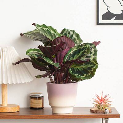 彩虹竹芋盆栽室内四季好养办公室小植物桌面绿植花卉青苹果红美丽