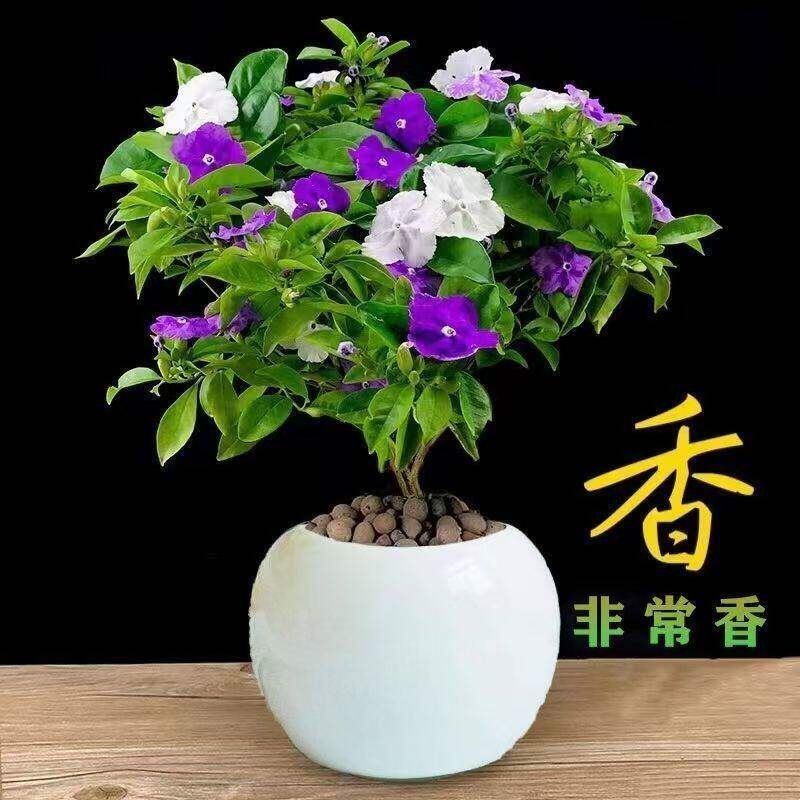 双色茉莉花盆栽带花鸳鸯茉莉花苗四季开花室内庭院浓香型花卉植物