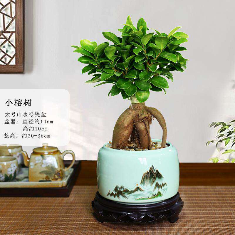 人参榕白皮榕树盆栽四季常青造型盆景室内绿植小叶榕树地瓜榕植物