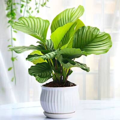 水培植物室内好养青苹果竹芋绿植盆栽四季适合客厅办公桌大叶耐阴