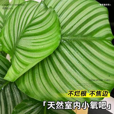青苹果竹芋盆景北欧风绿植四季常青室内客厅卧室好养绿植盆栽喜阴