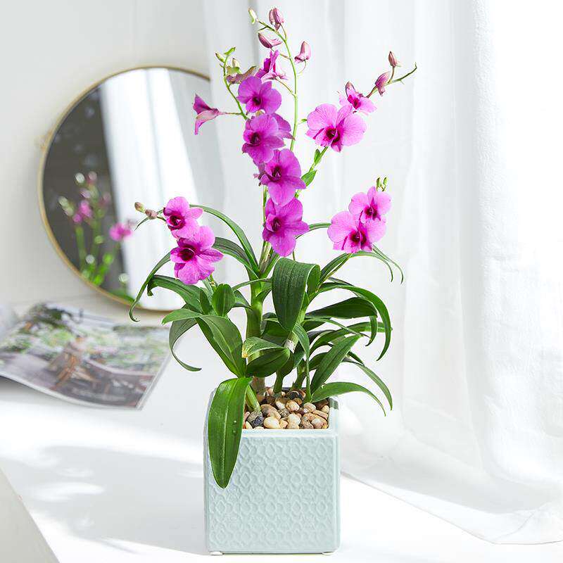 香水石斛兰盆栽带花室内花卉植物客厅办公桌面绿植好养活四季开花