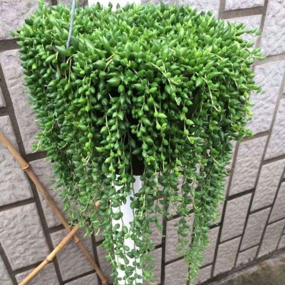 多肉植物紫玄月吊兰佛珠情人泪办公室内垂吊型盆栽珍珠吊兰