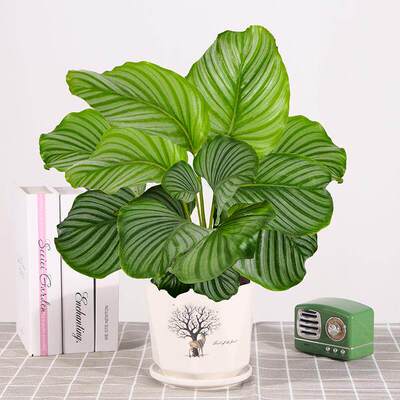 青苹果竹芋盆栽室内绿植客厅桌面观叶植物四季常青好养活净化空气