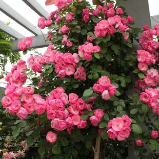 安吉拉月季花苗灌木爬滕蔷薇四季开花庭院阳台浓香型花卉盆栽好养