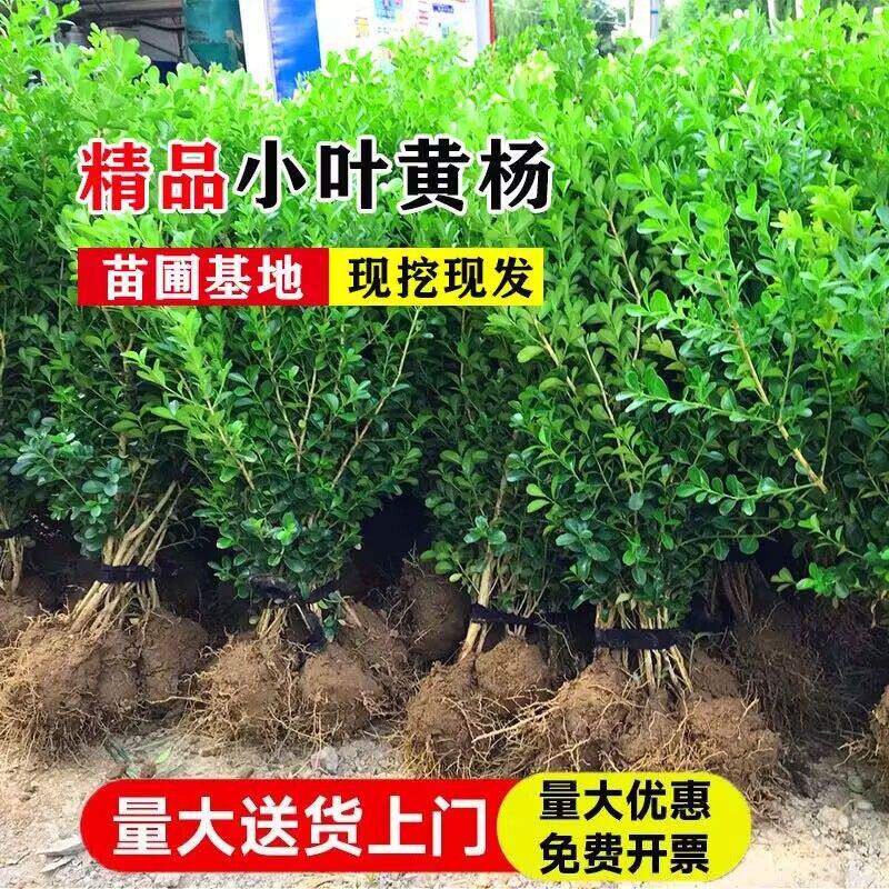 卫矛苗卫矛球冬青树苗瓜子黄杨四季常青耐寒别墅庭院绿篱工程苗木