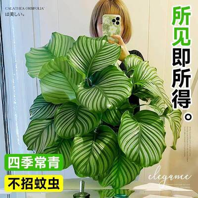 青苹果竹芋盆栽室内大叶植物客厅办公室桌面耐阴好养易活花卉绿植