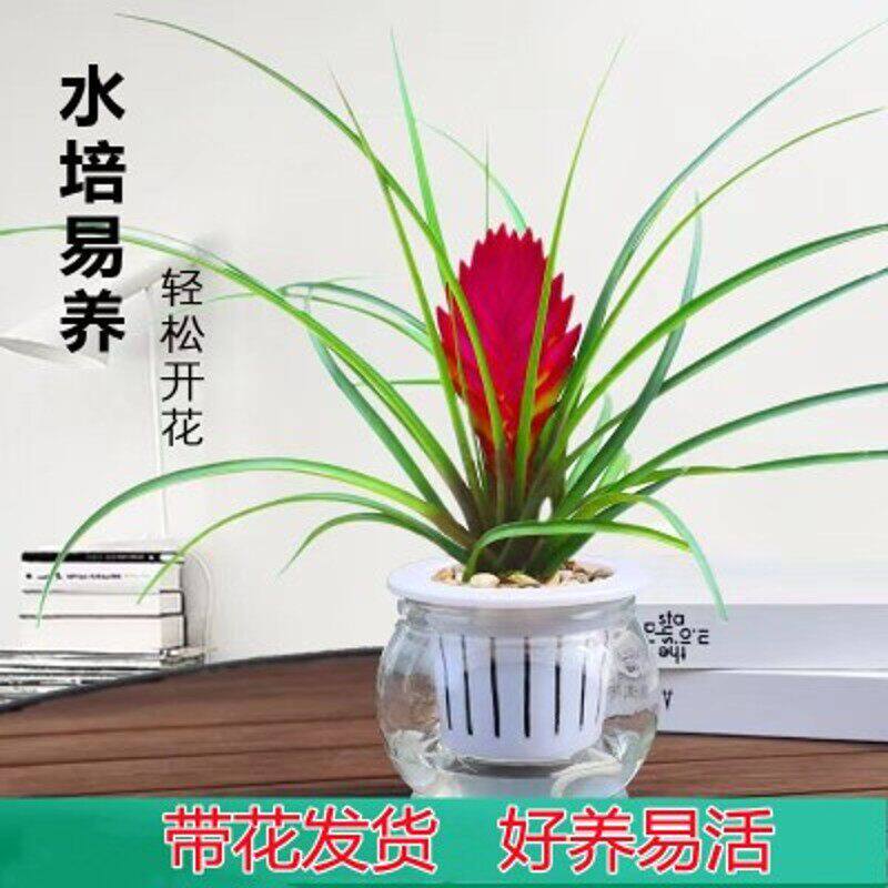 水培铁兰盆栽室内花卉绿植四季好养植物阳台客厅办公室净化空气花
