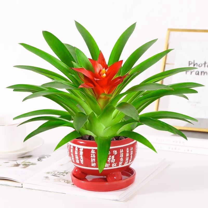 鸿运当头盆栽绿植物室内大盆栽凤梨花小红星四季开花好养净化空气