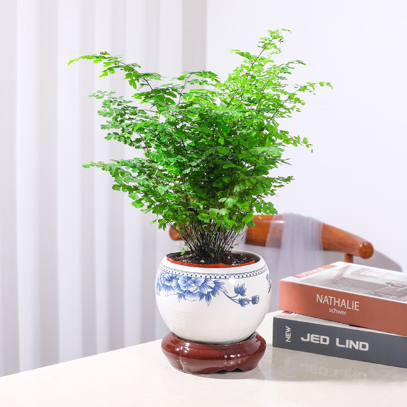 铁线蕨禄植盆栽客厅好养活绿植凤尾蕨铁丝草室内耐寒耐阴蕨类植物