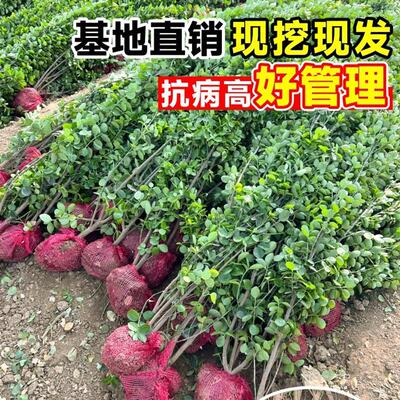 冬青树篱笆庭院绿化植物大